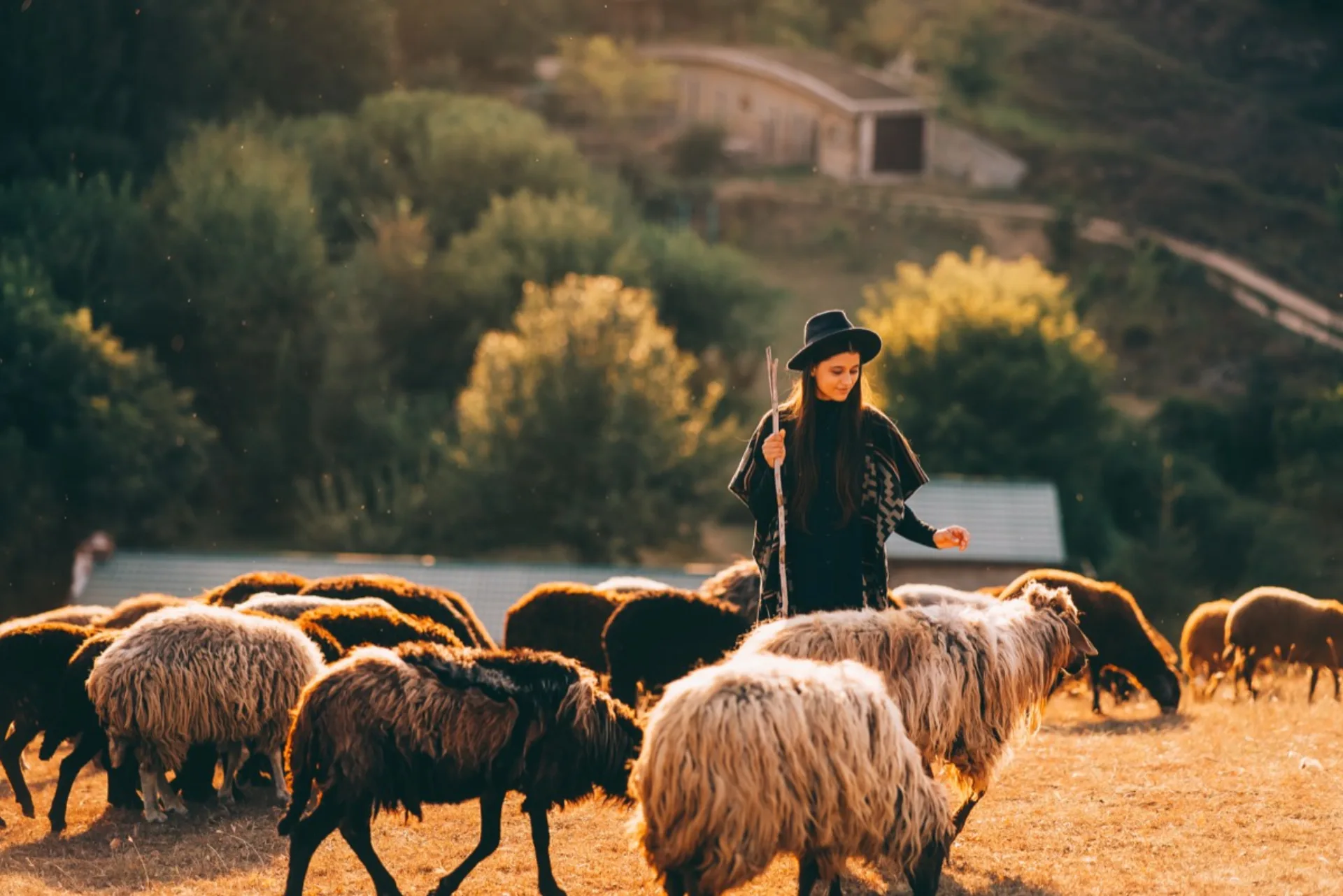 Pastora conduciendo un rebaño de ovejas por el monte al atardecer