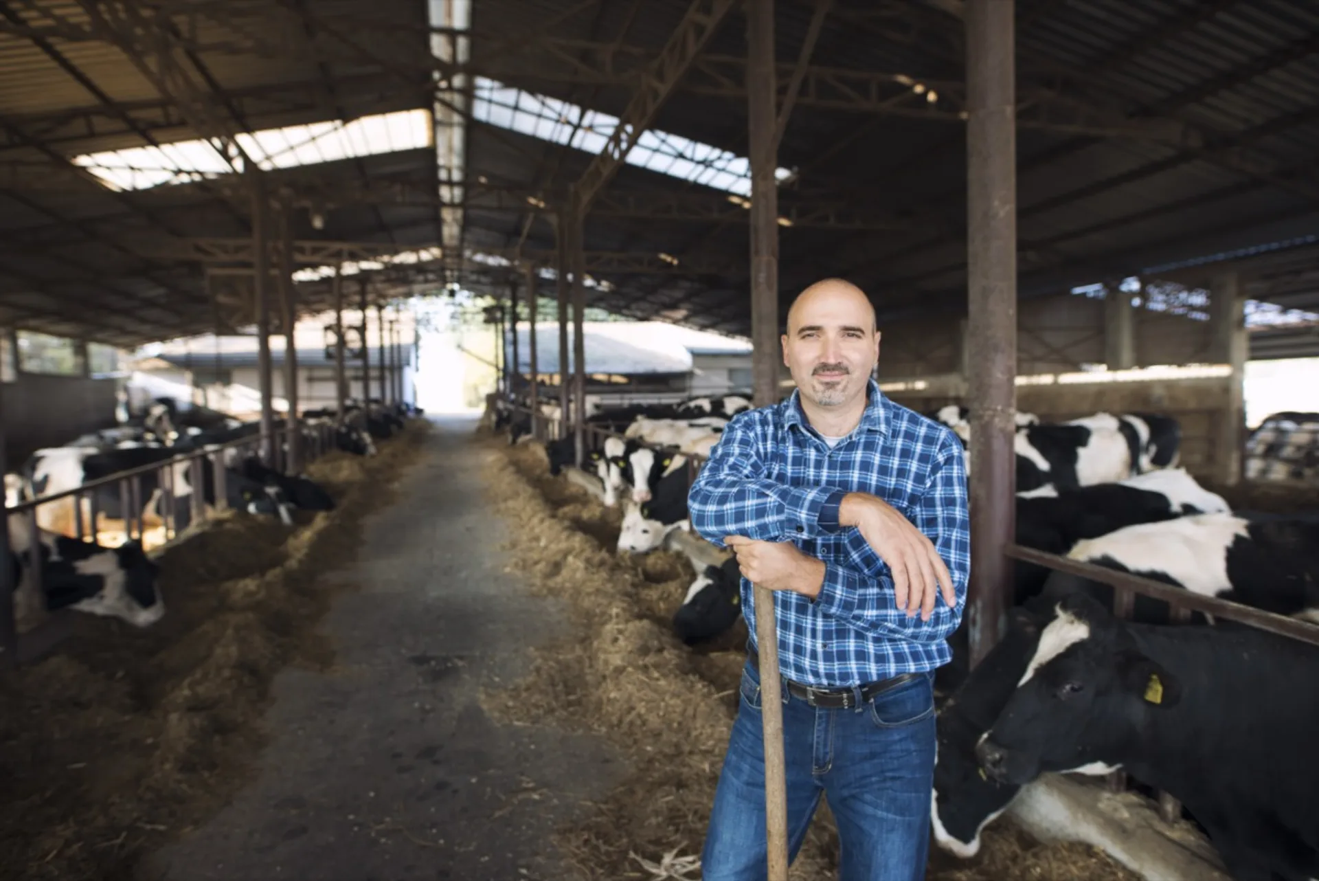 Veterinario de grandes animales en el pasillo de un establo, entre vacas de leche
