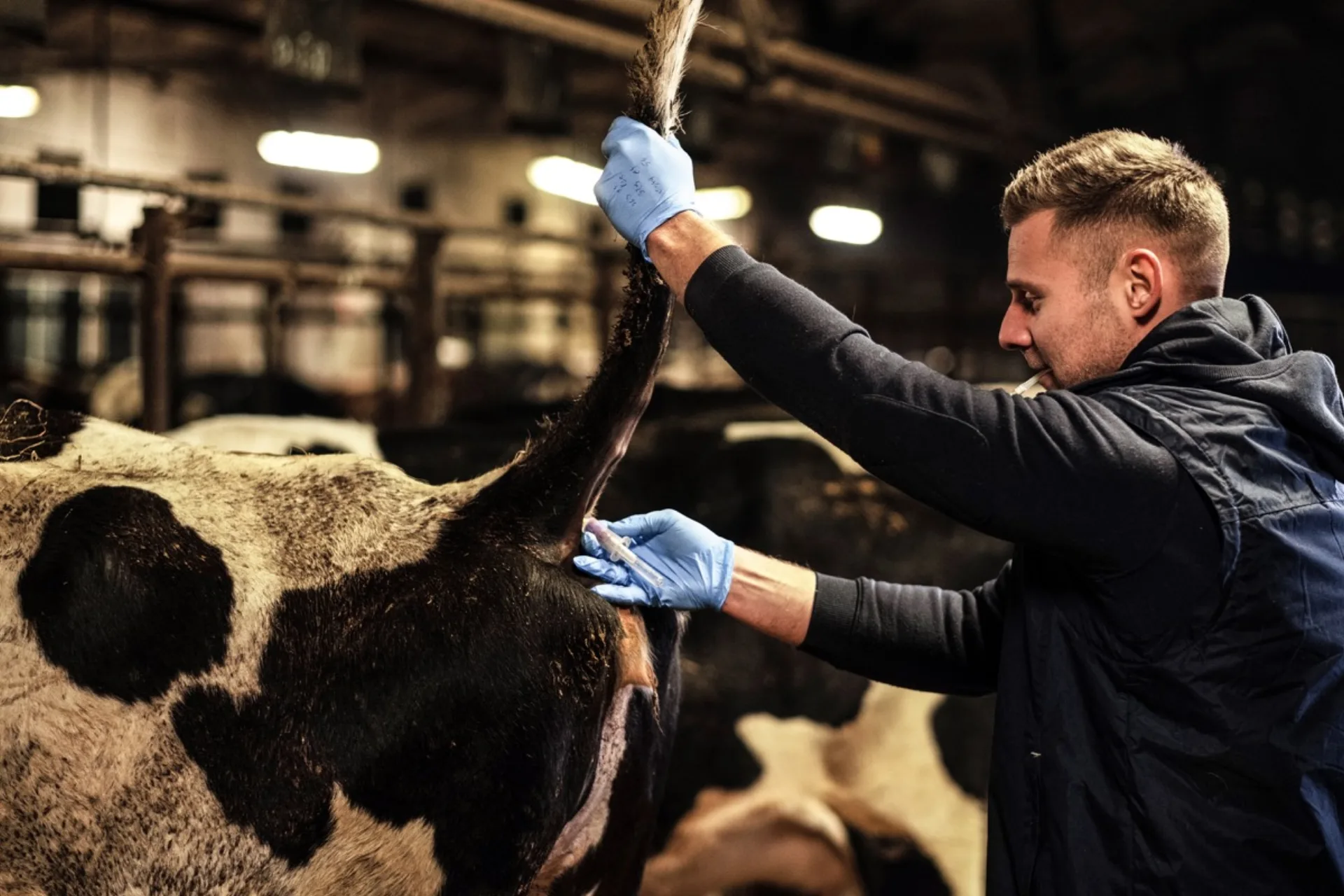 Veterinario con guantes explorando por vía rectal a una vaca dentro del establo