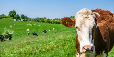 Vaca de raza frisona en primer plano con el rebaño pastando al fondo