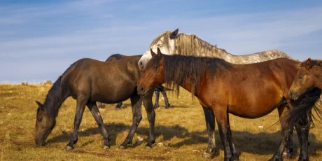 Grupo de yeguas y caballos pastando al aire libre en un pasto de montaña